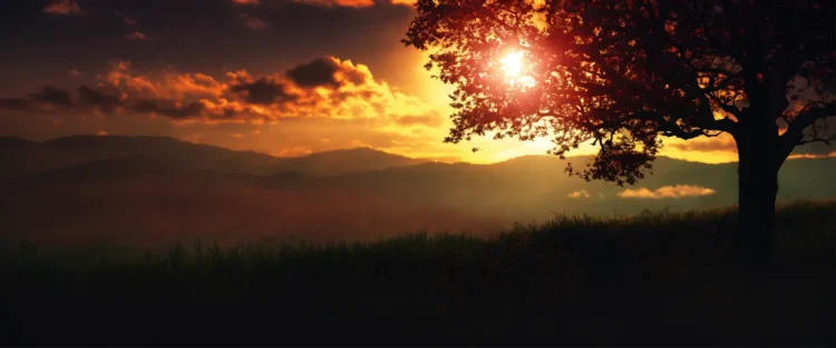 Forest Horizon