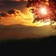 Forest Horizon