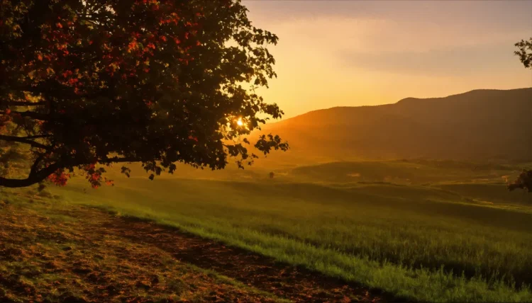 Sunset Meadow