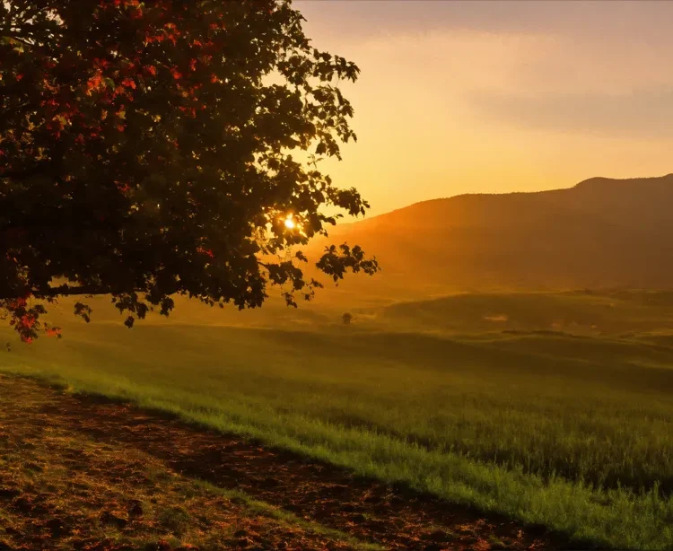 Sunset Meadow